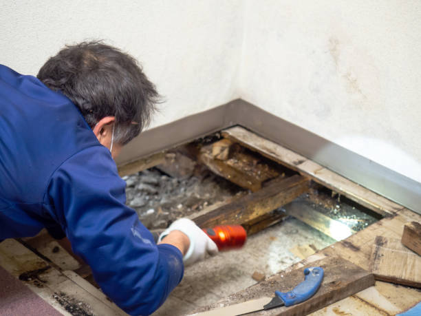 Best Affordable Mold Removal  in Clearlake Riviera, CA