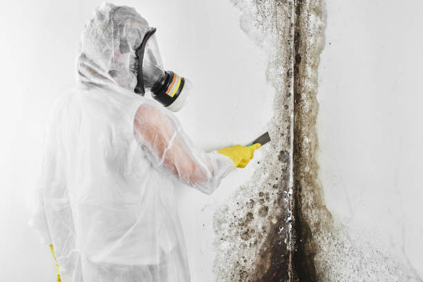 Best Toxic Mold Removal  in Clearlake Riviera, CA