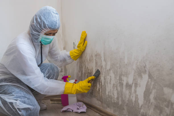 Best Black Mold Removal  in Clearlake Riviera, CA