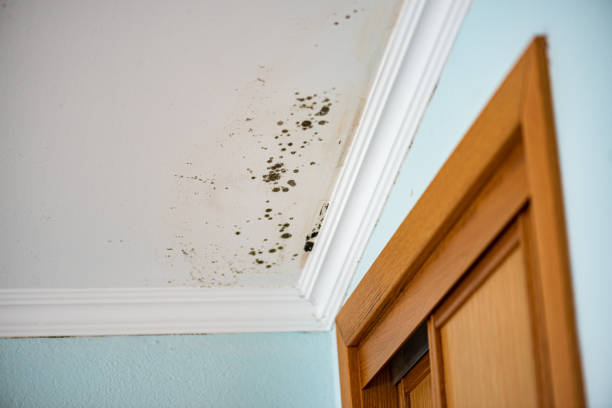 Best Mold Testing  in Clearlake Riviera, CA