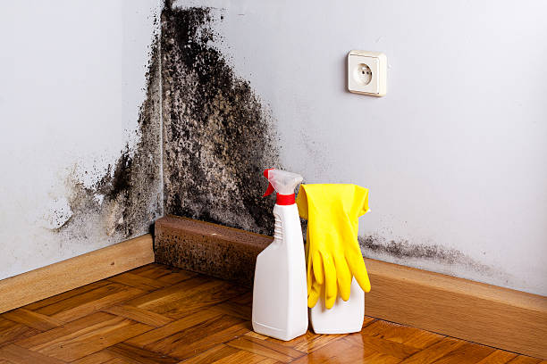 Best Mold Damage Repair  in Clearlake Riviera, CA