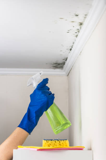 Best Professional Mold Removal  in Clearlake Riviera, CA